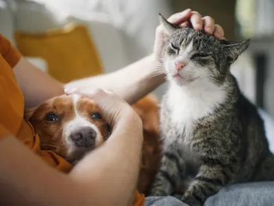 Animalele de companie și stresul: cercetătorii contrazic o idee populară
