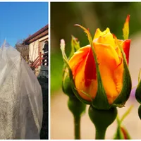 Pregătirea trandafirilor pentru iarnă: Pași esențiali pentru o grădină plină de flori în primăvară - FOTO: arhiva personala/Pixabay(imagine cu rol ilustrativ)