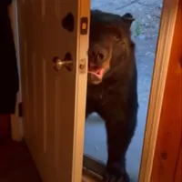 Ursul care deschide și deschide ușa. Sursa: captură video