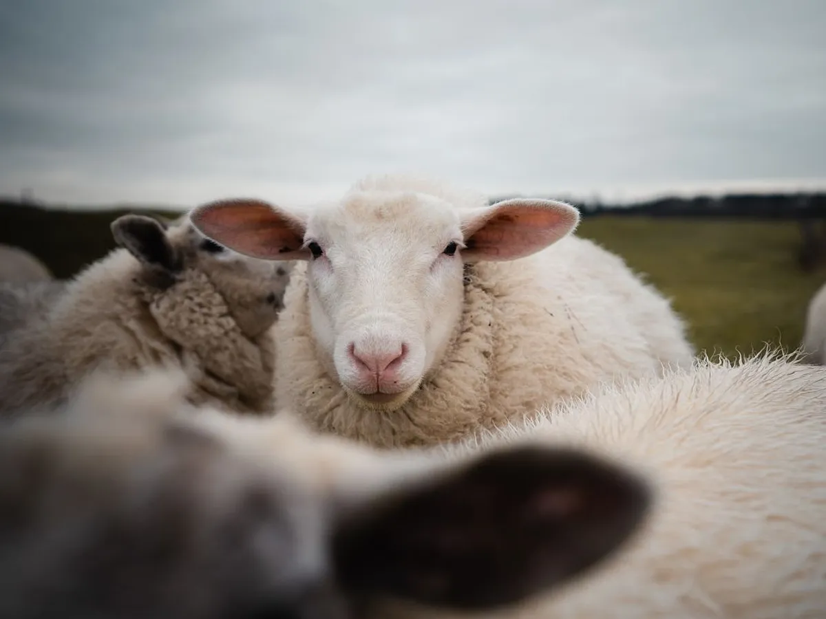 Oaie într-o turmă de ovine - Foto:: Magnific.com/wirestock