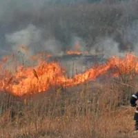 50 de hectare de pădure și vegetație au luat foc în Delta Dunării. Intervin pompierii - Foto: Arhivă/ Imagine cu caracter ilustrativ