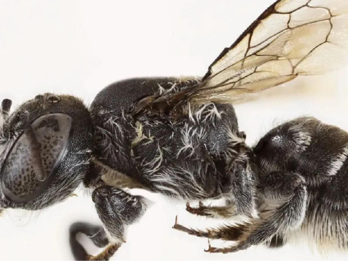 Lucifer, albina cu coarne de diavol. Cercetătorii au s-au inspirat dintr-un film