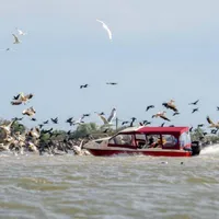 O şalupă a fost fotografiată intrând în forţă într-o colonie de pelicani din Delta Dunării - Foto: Facebook / Marian Strinoiu
