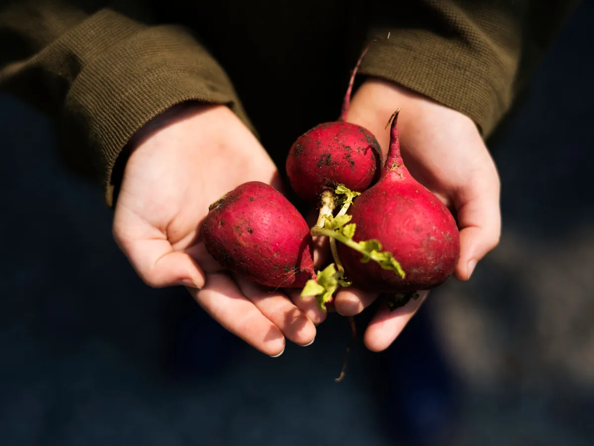 Ridichi - Foto: Freepik (Imagine cu rol ilustrativ)