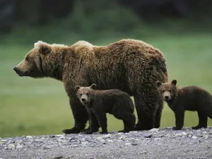 Metodă inedită de alungare a urșilor. Soluția găsită de o primărie din Brașov, pentru a scăpa de animale. „Sperăm să funcționeze”
