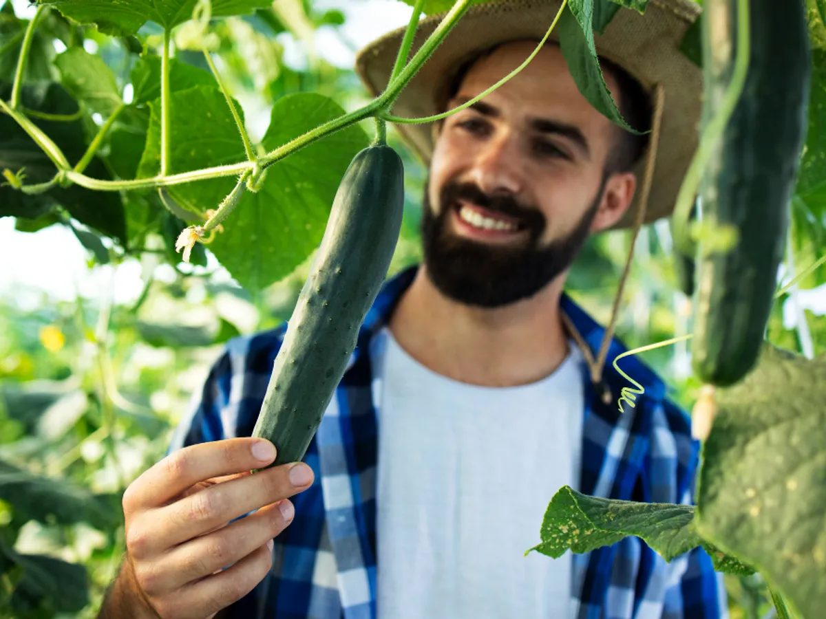 Castraveți - Foto: Freepik (rol ilustrativ)