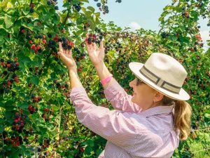 Fructul zilei care te scapă de riduri și te menține tânără. Îți face gura neagră complet - Foto: Profimedia Images (imagine cu rol ilustrativ)