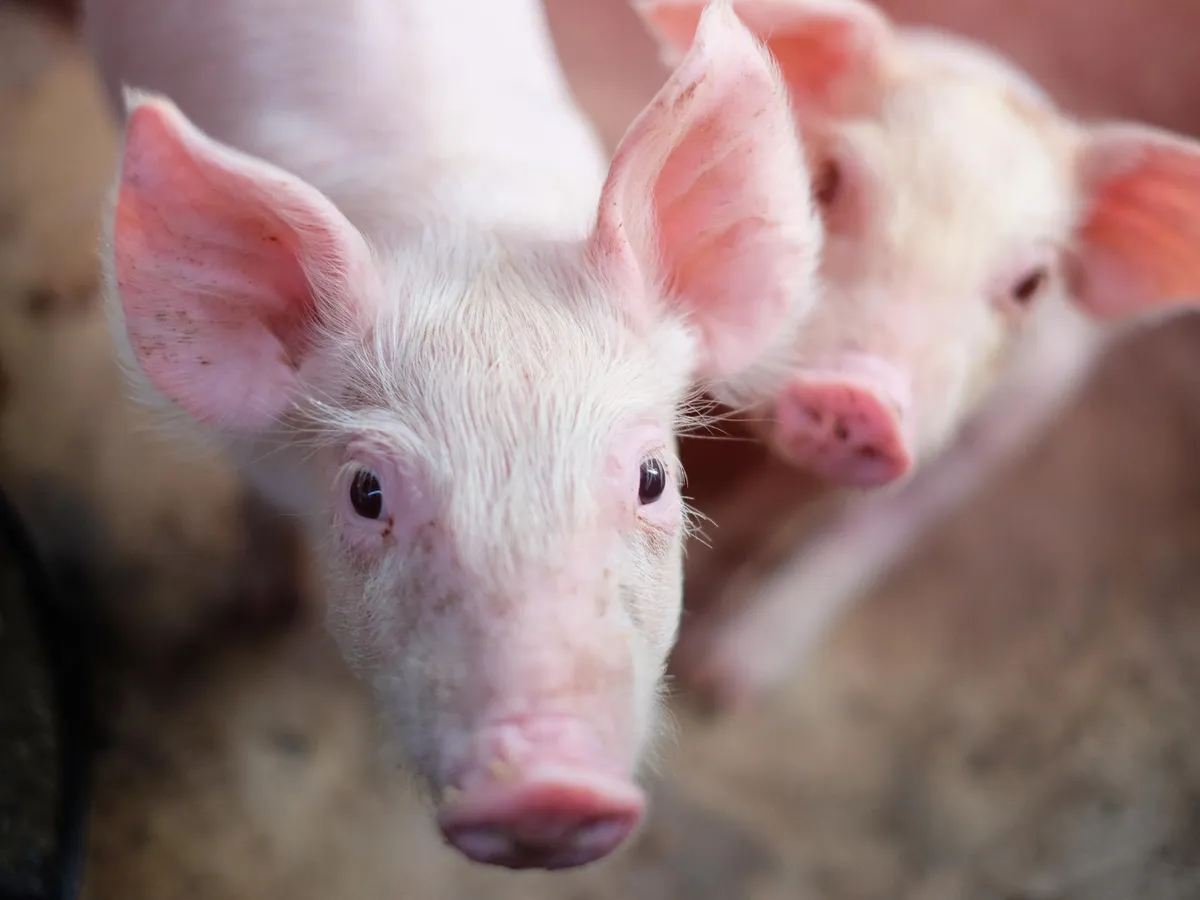 Purcei - Foto: Freepik (Imagine cu rol ilustrativ)