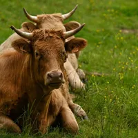 Cum a ajuns un român să fie ucis de un taur? A fost găsit mort pe câmp. Unde s-a întâmplat? - Foto: Profimedia Images (imagine cu rol ilustrativ)