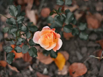 Trandafir - Foto: Pexels (Imagine cu rol ilustrativ)