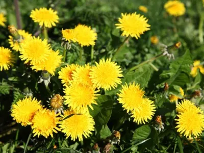 Păpăpdie Foto: Profimedia (imagine cu rol ilustrativ)