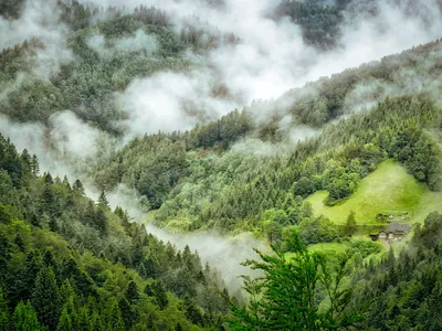 Pădurile din România ce-i fascinează pe străini - Foto: Pixabay - cu rol ilustrativ