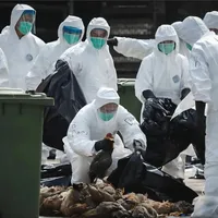Gripă aviară, la un mare producător de carne de pasăre. / Foto: brasov.net