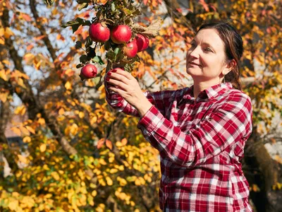 Femeie care culege mere - Foto: Freepik (rol ilustrativ)