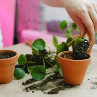 Planta „fericirii” pe care trebuie să o ai în casa ta. Îți dă o stare de bine și atrage norocul - Foto: pexels.com (rol ilustrativ)
