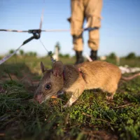 Rozătoarele se vor înmulți din cauza încălzirii globale. Foto Getty Images