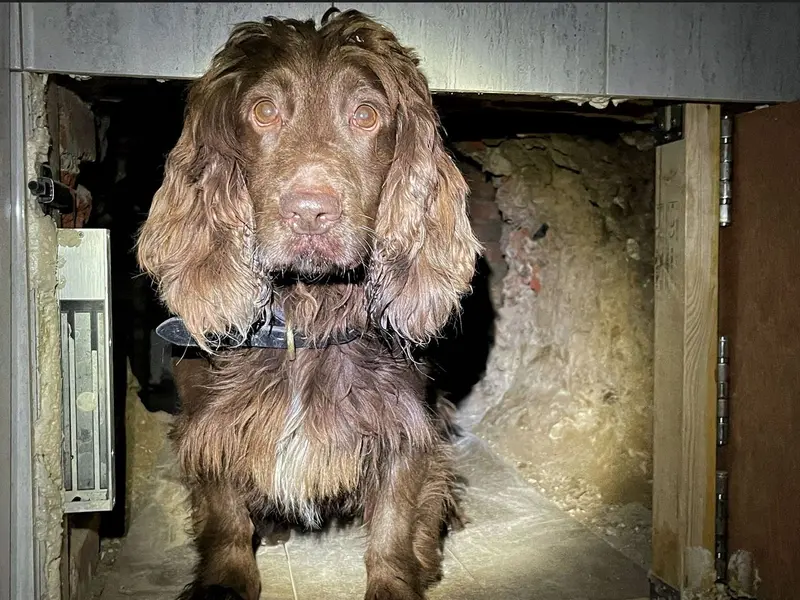 Bran, cocker spaniel polițist-Foto: Kent Police