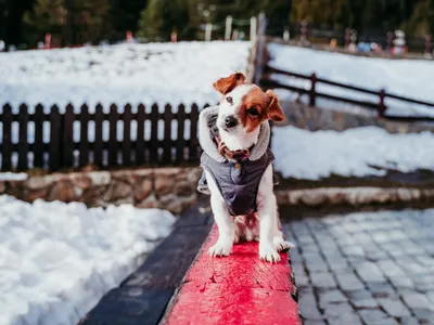 Cum să-ți dai seama dacă câinelui tău îi este frig. Nu aștepta să înceapă să tremure - Foto: Freepik (Imagine cu rol ilustrativ)