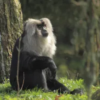 Macacii au o șansă Foto: Zoo Brașov