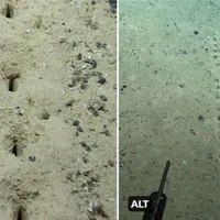 Un aliniament de găuri ciudate, ce par făcute de om, au fost descoperite pe fundul Atlanticului/foto: NOAA Ocean Exploration