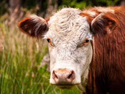 Două focare de rabie la bovine în Neamț. DSP caută persoanele care au intrat în contact cu animalele infectate - Foto: Magnific (rol ilustrativ)