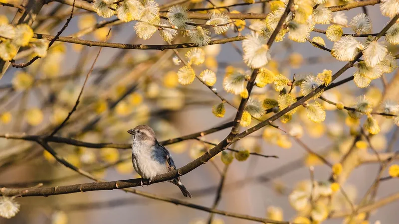 Amendă de 50.000 € dacă folosești această plantă ca decorațiune de Paște. De ce e ilegal ? - Foto: Freepik (rol ilustrativ)