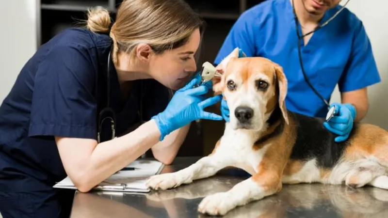 În Marea Britanie veterinarii sunt plătiți bine Foto: Freepik.com - rol ilustrativ