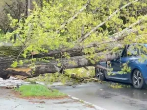 Tragedie după ce un copac a căzut peste mai mulți copii. Fetiță de 7 ani, moartă, alții răniți grav -  Foto: Arhiva