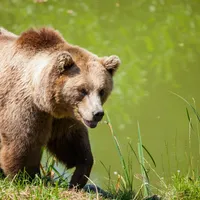 Parc din Pitești, evacuat după ce a fost semnalată prezența unui urs. Animalul nu a fost găsit - Foto: Pexels.com (Imagine cu caracter ilustrativ)