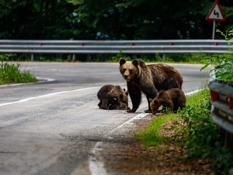 Prezența urșilor în zonele locuite, o problemă majoră în România. 13 apeluri la 112 într-o săptămână - Foto: Profimedia images - Caracter ilustrativ