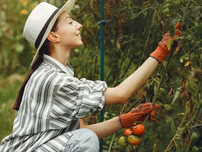 Femeie care culege roșii - Foto: Freepik (Imagine cu rol ilustrativ)