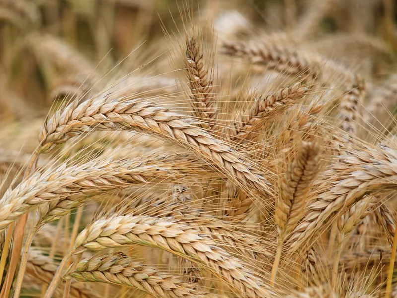 Cât a ajuns să coste o tonă de grâu în România după izbucnirea războiului. Piață destabilizată Foto: Pexels (fotografie cu caracter ilustrativ)