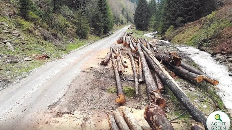 România a restituit peste 3 milioane de hectare de pădure foștilor proprietari deposedați de comuniști