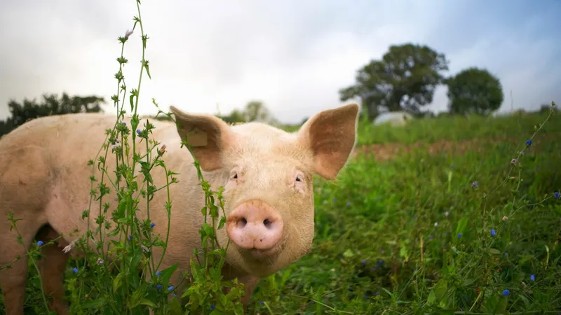 Porc - Foto: Profimedia
