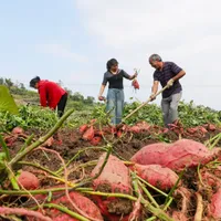 Erbicid interzis de UE, folosit în România, unde costă 12 lei. Afectează ficatul şi tiroida - Foto: Profimediia Images