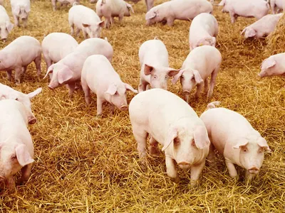 Porci Foto: News.ro