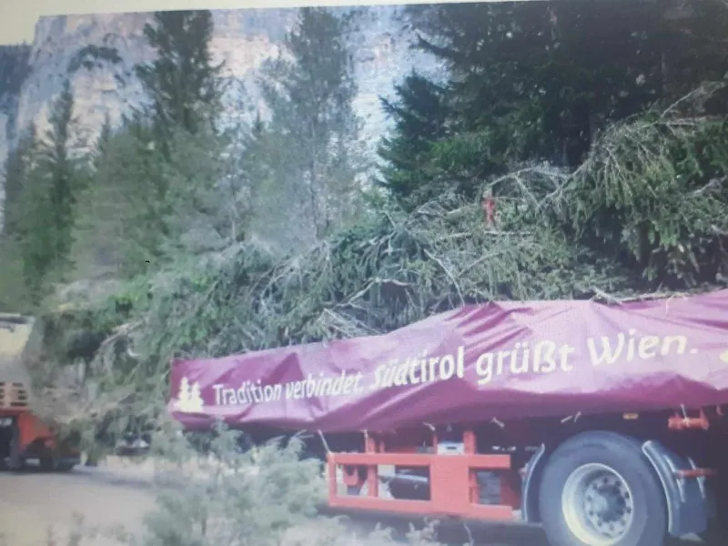 Tensiuni între Austria și Italia din cauza tăierii unui brad secular. L-au pus la Târgul de Crăciun Foto: captură video RTV