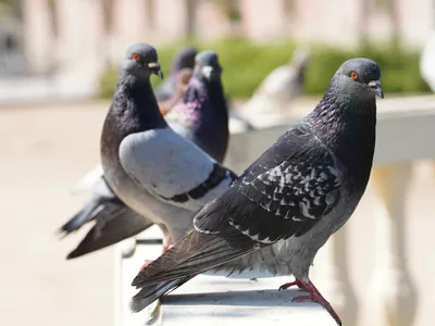 Trucul simplu prin care poți ține porumbeii departe de fereastra ta. Costă puțin și e eficient Foto: Freepik (fotografie cu caracter ilustrativ)