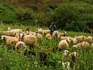 Cioban cu oile pe un câmp Foto: Pexels.com - Imagine cu rol ilustrativ