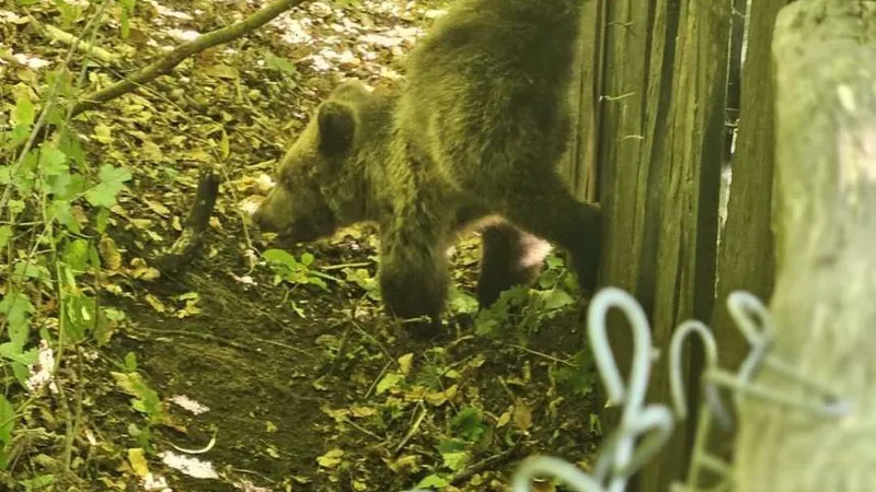 Un pui de urs s-a prins într-un gard. Misiunea a fost periculoasă pentru că ursoaica era în preajmă Foto: IJJ Vrancea