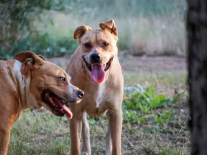 Tânără atacată de un câine Amstaff, rănită în zona abdomenului. Unde s-a întâmplat - Foto: Profimedia images - Caracter ilustrativ
