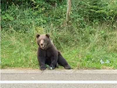 Poliţia a deschis anchetă în cazul puiului de urs zdrobit cu parii de sătenii din Câmpuri/foto: monitorul de vrancea