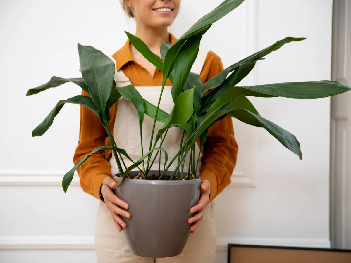 Femeie cu o plantă de apartament - Foto: Magnific.com (Imagine cu rol ilustrativ)