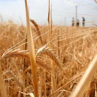 Prețul grâului, cel mai bun din ultimele 15 luni. Fermierii se bucură însă mai mult de ploi - Foto: Imagine cu caracter ilustrativ/ Ziarul de Iași
