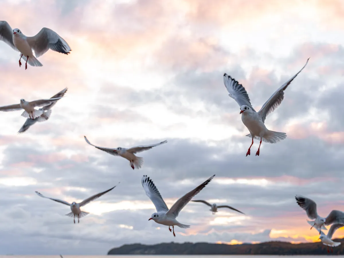 Păsări în zbor - Foto: Freepik