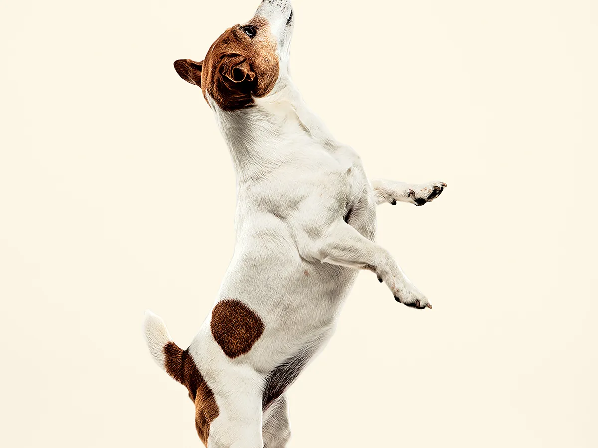 Jack Russell terrier