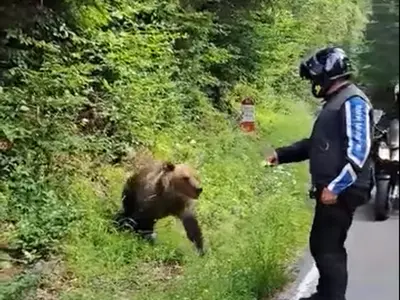 Inconștiență maximă din partea unui motociclist care s-a filmat când s-a apropiat de un urs Foto: captură video facebook