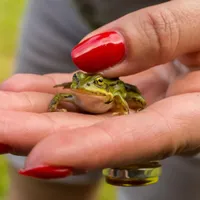 Broască verde care se odihnește ușor în mâna unui om - Foto: Magnific.com (Imagine cu rol ilustrativ)