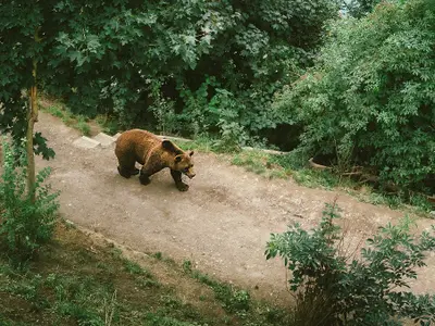 Ursul l-a atacat pe cioban lângă stână Foto: Pexels/com (imagine cu rol ilustrativ)