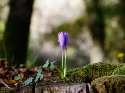 Primăvară Foto: Freepik (imagine cu rol ilustrativ)